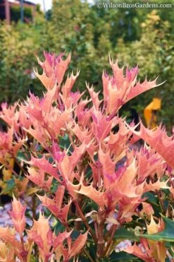 Party Lights Pink Flush Tea Olive - Osmanthus Heterophyllus - 5 Gallon Pot 11 Party Lights Pink Flush Tea Olive - Osmanthus Heterophyllus - 5 Gallon Pot -Garden Plants Osmanthus Party Lights 11