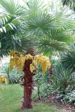 Windmill Cold Hardy Palm Tree - 1 Gallon Pot -Garden Plants Palm Windmill 500x750 2