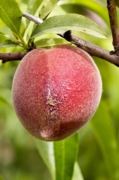 Bonanza Dwarf Patio Peach Tree - 3 Gallon Pot -Garden Plants Peach Bonanza 1