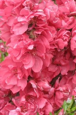 Bonanza Dwarf Patio Peach Tree - 3 Gallon Pot -Garden Plants Peach Bonanza 3