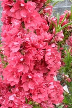 Bonanza Dwarf Patio Peach Tree - 3 Gallon Pot -Garden Plants Peach Bonanza 4