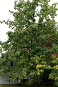 American Persimmon Tree - Diospyros Virginiana - 2 Gallon Pot 14 American Persimmon Tree - Diospyros Virginiana - 2 Gallon Pot -Garden Plants Persimmon American 2 1