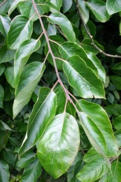 American Persimmon Tree - Diospyros Virginiana - 2 Gallon Pot 13 American Persimmon Tree - Diospyros Virginiana - 2 Gallon Pot -Garden Plants Persimmon American 3 1