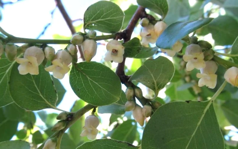 American Persimmon Tree - Diospyros Virginiana - 2 Gallon Pot 9 American Persimmon Tree - Diospyros Virginiana - 2 Gallon Pot - Image 7