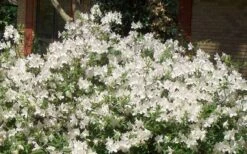 Mrs. G.G. Gerbing White Southern Indica Azalea - 1 Gallon Pot -Garden Plants Picture Azlea GG Gerbing 1
