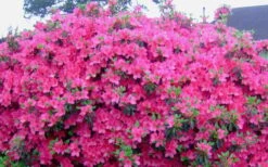 Judge Solomon Southern Indica Azalea - 1 Gallon Pot -Garden Plants Picture Azlea Judge Solomon Flowers
