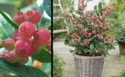 Pink Lemonade Blueberry - 1 Gallon Pot 10 Pink Lemonade Blueberry - 1 Gallon Pot -Garden Plants Picture Blueberry Pink Lemonade 1