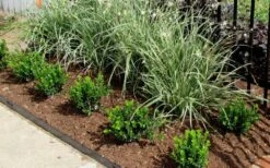 Baby Gem Boxwood - 3 Gallon Pot -Garden Plants Picture Boxwood Baby Gem Edger 2