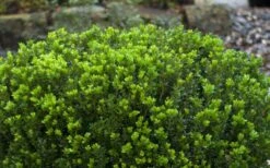 Baby Gem Boxwood - 3 Gallon Pot -Garden Plants Picture Boxwood Baby Gem Leaves 2