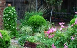 Baby Gem Boxwood - 7 Gallon Pot 17 Baby Gem Boxwood - 7 Gallon Pot -Garden Plants Picture Boxwood Baby Gem Specimen