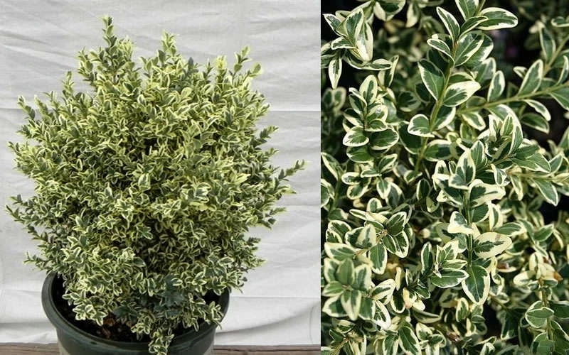 Dwarf Variegated Boxwood - 1 Gallon Pot 7 Dwarf Variegated Boxwood - 1 Gallon Pot - Image 5