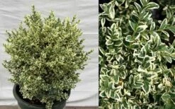 Dwarf Variegated Boxwood - 5 Gallon Pot -Garden Plants Picture Boxwood Dwarf Variegated 2
