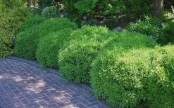 Franklins Gem Dwarf Boxwood - 3 Gallon Pot -Garden Plants Picture Boxwood Franklins Gem 2