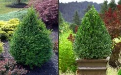 Green Mountain Boxwood - 6 Pack Of 2.5 Quart Pots -Garden Plants Picture Boxwood Green Mountain 2