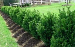 Green Mountain Boxwood - 2 Gallon Pot 13 Green Mountain Boxwood - 2 Gallon Pot -Garden Plants Picture Boxwood Green Mountain Hedge 1