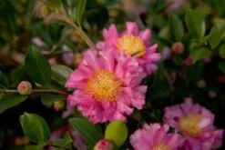 October Magic Carpet Dwarf Camellia - 3 Gallon Pot -Garden Plants Picture Camellia Sasanqua October Magic Carpet