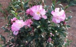 October Magic Orchid Camellia - 2 Gallon Pot -Garden Plants Picture CamelliaOrchidOctoberMajic 2