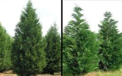 Leyland Cypress - 1 Gallon Pot -Garden Plants Picture Cypress Leyland 1