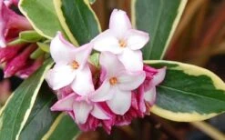 Variegated Pink Winter Daphne - 1 Gallon Pot -Garden Plants Picture Daphne Variegated Pink Closeup 1