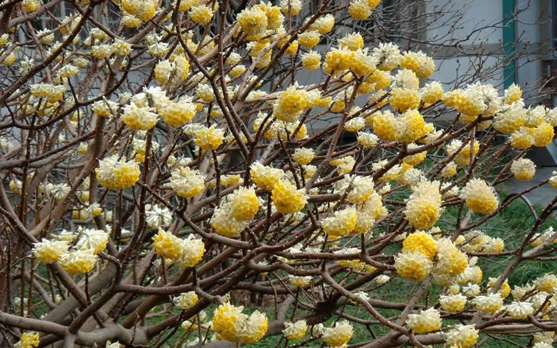 Edgeworthia Chrysantha - Paper Bush - 1 Gallon Pot 11 Edgeworthia Chrysantha - Paper Bush - 1 Gallon Pot - Image 9
