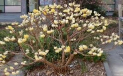 Edgeworthia Chrysantha - Paper Bush - 1 Gallon Pot 26 Edgeworthia Chrysantha - Paper Bush - 1 Gallon Pot -Garden Plants Picture Edgeworthia Paper Bush 3
