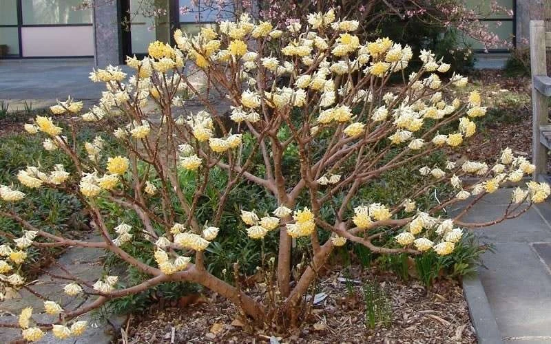 Edgeworthia Chrysantha - Paper Bush - 1 Gallon Pot 14 Edgeworthia Chrysantha - Paper Bush - 1 Gallon Pot - Image 12