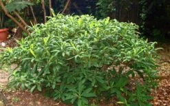 Edgeworthia Chrysantha - Paper Bush - 1 Gallon Pot 25 Edgeworthia Chrysantha - Paper Bush - 1 Gallon Pot -Garden Plants Picture Edgeworthia Shrub