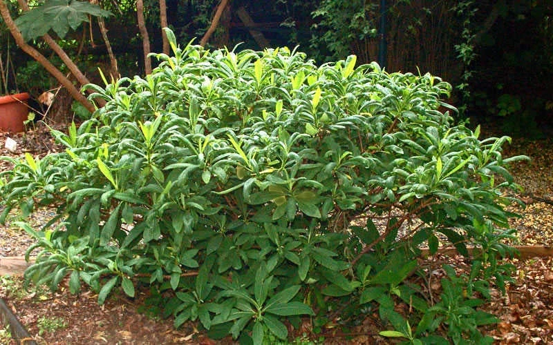 Edgeworthia Chrysantha - Paper Bush - 1 Gallon Pot 13 Edgeworthia Chrysantha - Paper Bush - 1 Gallon Pot - Image 11