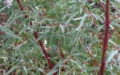 Angus Cold Hardy Eucalyptus Tree (Eucalyptus Nicholii) - Quart Pot -Garden Plants Picture Eucalyptus Tree Anugus Willow Leaf Peppermint 3