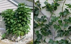 Brown Turkey Fig Tree - 1 Gallon Pot -Garden Plants Picture Fig Brown Turkey Espalier