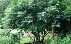 Brown Turkey Fig Tree - 1 Gallon Pot -Garden Plants Picture Fig Brown Turkey Tree Multi