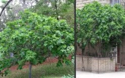 Brown Turkey Fig Tree - 1 Gallon Pot -Garden Plants Picture Fig Brown Turkey Trees