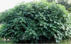 Celeste Fig Tree - 3 Gallon Pot 11 Celeste Fig Tree - 3 Gallon Pot -Garden Plants Picture Fig Tree Celeste 1