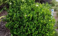 August Beauty Gardenia - 1 Gallon Pot 13 August Beauty Gardenia - 1 Gallon Pot -Garden Plants Picture Gardenia August Beauty