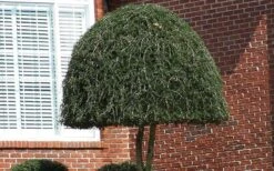 Weeping Yaupon Holly (Ilex Vomitoria 'Pendula') - 7 Gallon Pot (3-4') -Garden Plants Picture Holly Weeping Yaupon 2