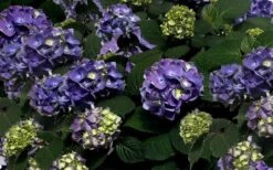 Bloomstruck Endless Summer Hydrangea - 1 Gallon Pot 13 Bloomstruck Endless Summer Hydrangea - 1 Gallon Pot -Garden Plants Picture Hydrangea Bloomstruck 1