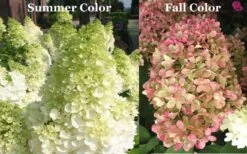 Limelight PeeGee Hydrangea - Single Trunk Topiary Tree - 5 Gallon Pot 11 Limelight PeeGee Hydrangea - Single Trunk Topiary Tree - 5 Gallon Pot -Garden Plants Picture Hydrangea Limelight 3