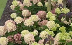 Little Lime Hydrangea - 2 Gallon Pot 14 Little Lime Hydrangea - 2 Gallon Pot -Garden Plants Picture Hydrangea Little Lime 2