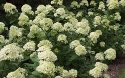 Little Lime Hydrangea - 2 Gallon Pot 13 Little Lime Hydrangea - 2 Gallon Pot -Garden Plants Picture Hydrangea Little Lime 3