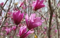 Ann Magnolia Tulip Tree - 2 Gallon Pot 17 Ann Magnolia Tulip Tree - 2 Gallon Pot -Garden Plants Picture Magnolia Ann 1 2