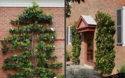 Kay Parris Southern Magnolia - 3 Gallon Pot -Garden Plants Picture Magnolia Little Gem Espalier 2 2