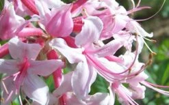 Varnadoes Phlox Pink Native Azalea - Rhododendron Canescens - 1 Gallon Pot -Garden Plants Picture Native Azalea Varnadoes Pink Phlox Closeup