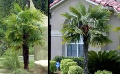 Windmill Cold Hardy Palm Tree - 2 Gallon Pot -Garden Plants Picture Palm Windmill 3