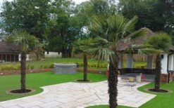 Windmill Cold Hardy Palm Tree - 1 Gallon Pot -Garden Plants Picture Palm Windmill 4 1