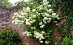 Chinese Snowball Viburnum Bush - 6 Pack Of 1 Gallon Pots -Garden Plants Picture Viburnum Chinese Snowball Espalier 3