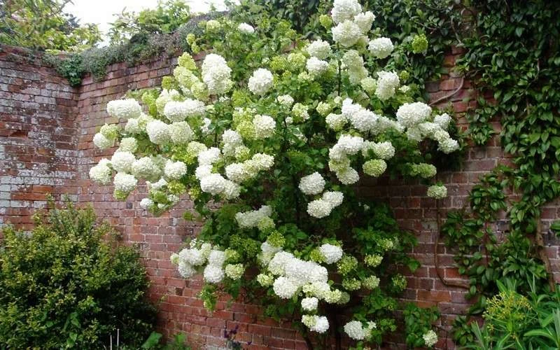Chinese Snowball Viburnum Bush - 3 Gallon Pot 8 Chinese Snowball Viburnum Bush - 3 Gallon Pot - Image 6