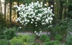 Chinese Snowball Viburnum Bush - 7 Gallon Pot (3-4') -Garden Plants Picture Viburnum Chinese Snowball Tree 1 2