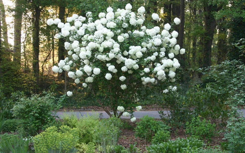 Chinese Snowball Viburnum Bush - 3 Gallon Pot 9 Chinese Snowball Viburnum Bush - 3 Gallon Pot - Image 7
