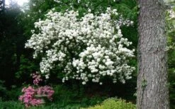 Chinese Snowball Viburnum Bush - 3 Gallon Pot 17 Chinese Snowball Viburnum Bush - 3 Gallon Pot -Garden Plants Picture Viburnum Chinese Snowball Tree 2