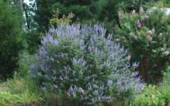 Blue Chaste Tree - Vitex Agnus-castus - 1 Gallon Pot 16 Blue Chaste Tree - Vitex Agnus-castus - 1 Gallon Pot -Garden Plants Picture Vitex Chaste Tree 4